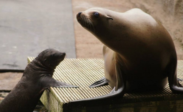 Sea Lions